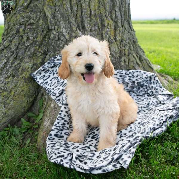 Bella, Mini Goldendoodle Puppy